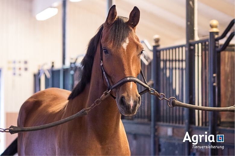 Checkliste Pferdekauf