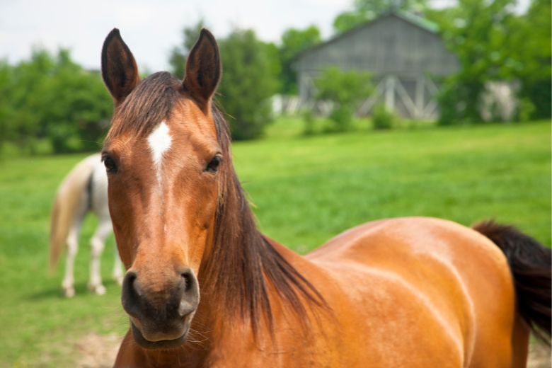 Checkliste Pferdekauf – das musst Du beim Pferdekauf beachten!