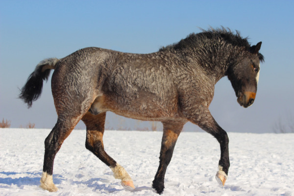 Curly Horse