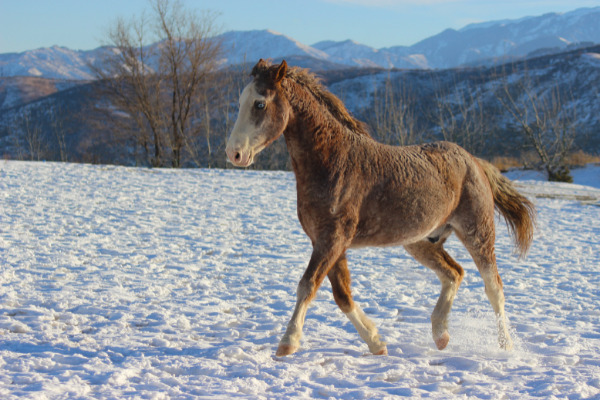 Curly Horse trabt durch Schnee