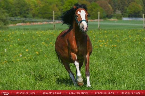 Keeping up with ehorses – Deine Reitsport Wochenschau