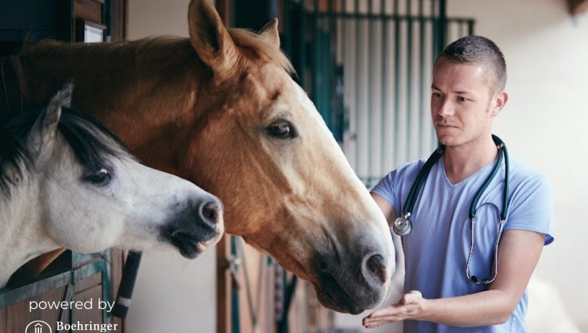 Webinar mit Boehringer Ingelheim I West Nil Virus I Tierarzt streichelt zwei Pferde, die aus einer Box schauen