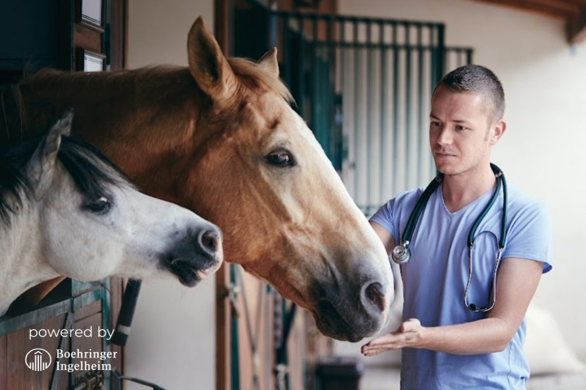 Webinar mit Boehringer Ingelheim I West Nil Virus I Tierarzt streichelt zwei Pferde, die aus einer Box schauen