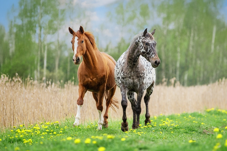 DNA Test Pferd: Zwei Pferde laufen über die Wiese