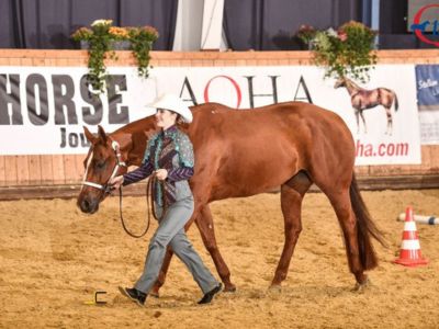 DQHA Stallion Service Auction: Pferd wird durch Arena geführt