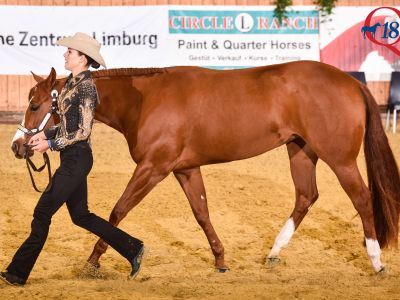 DQHA Stallion Service Auction: Pferd wird durch Arena geführt