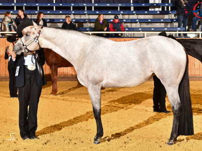DQHA Stallion Service Auction: Pferd wird durch Arena geführt