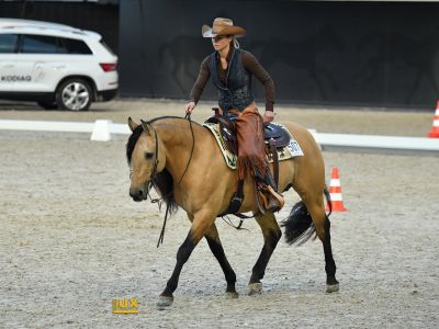 DQHA: American Quarter Horse wird in Arena geritten