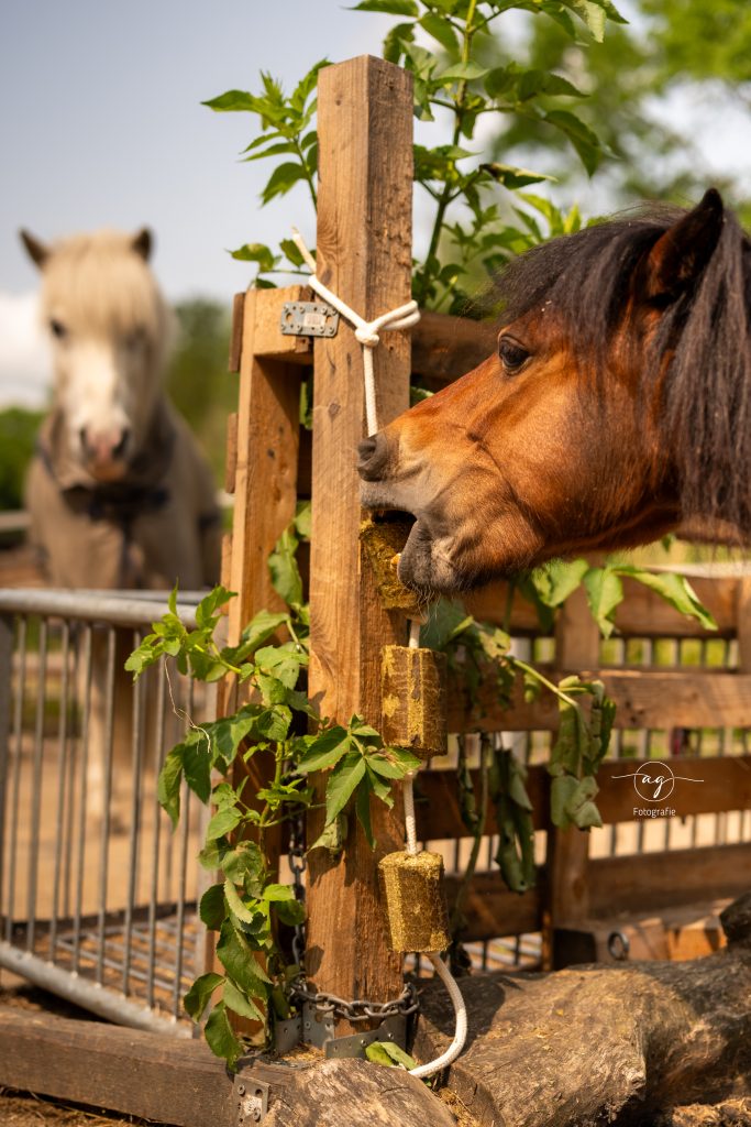 Luzerne für Pferde: Pferd spielt mit LAX Luzerne Blöcke mit Loch