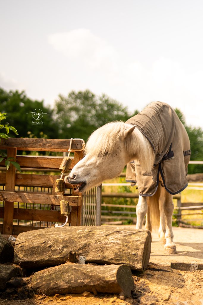 Luzerne für Pferde: Pferd spielt mit LAX Luzerne Blöcken an einem Spielseil