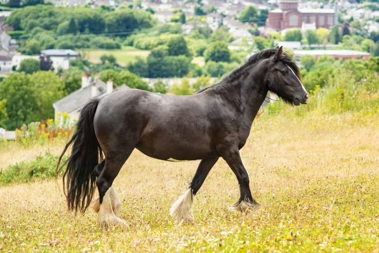 Dales Pony