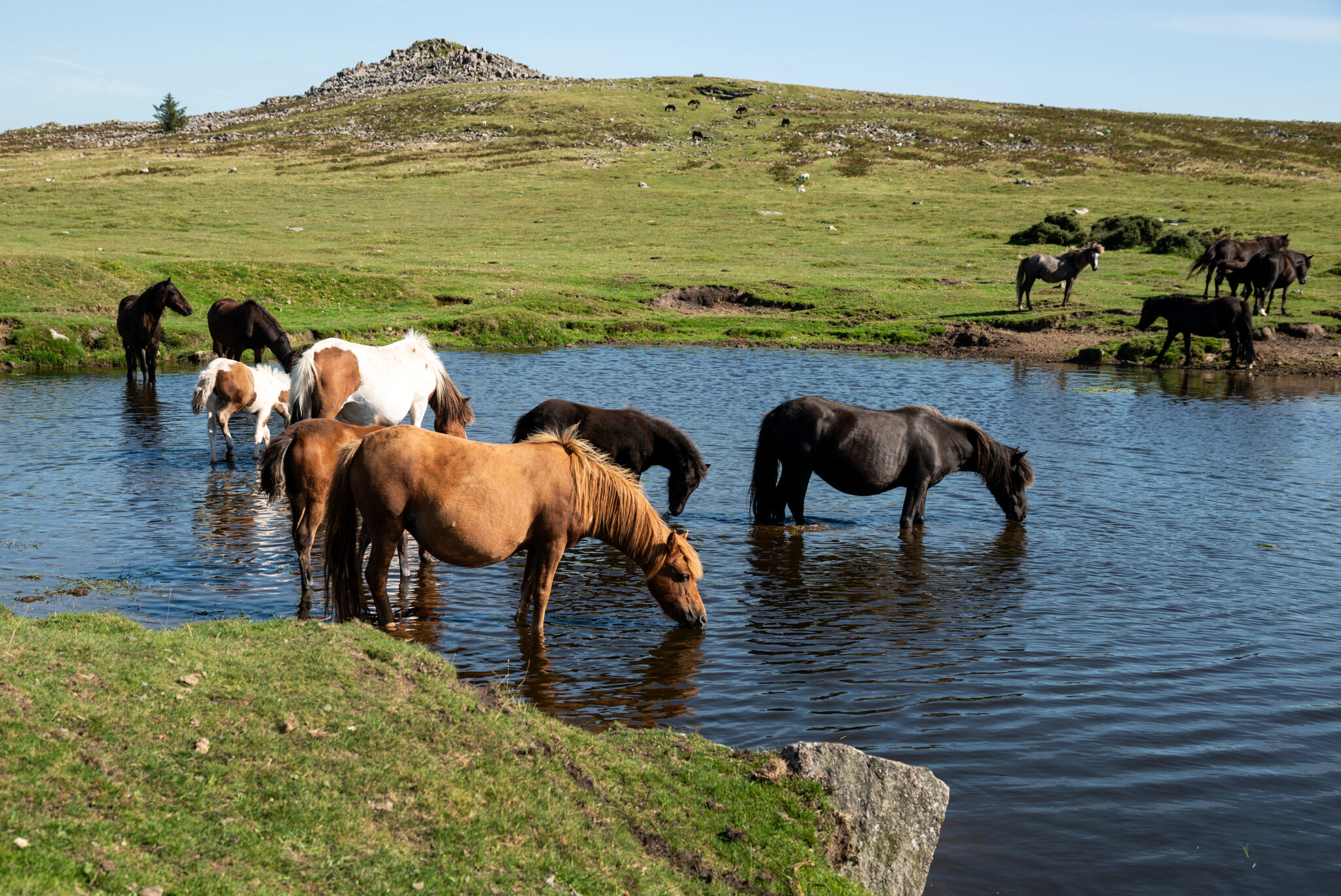 Dartmoor Pony im Rasseportrait