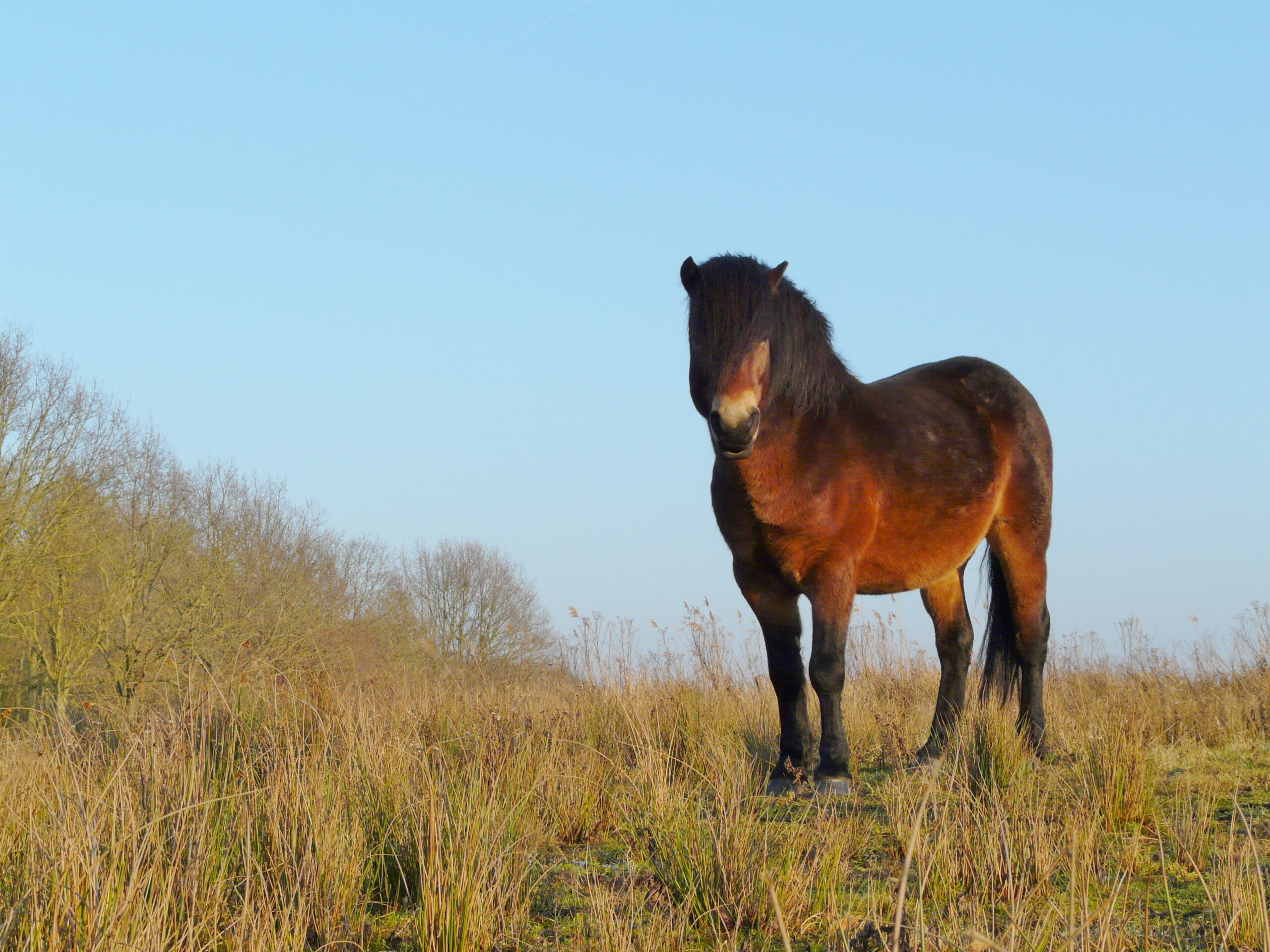 Dartmoor Pony