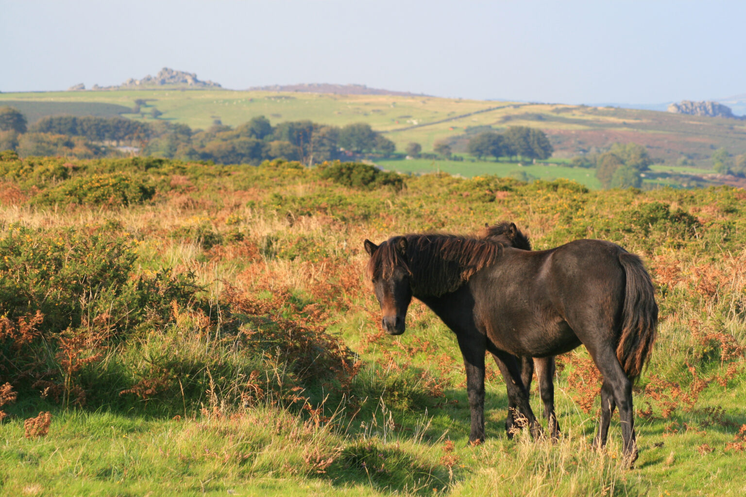 Dartmoor Pony im Rasseportrait