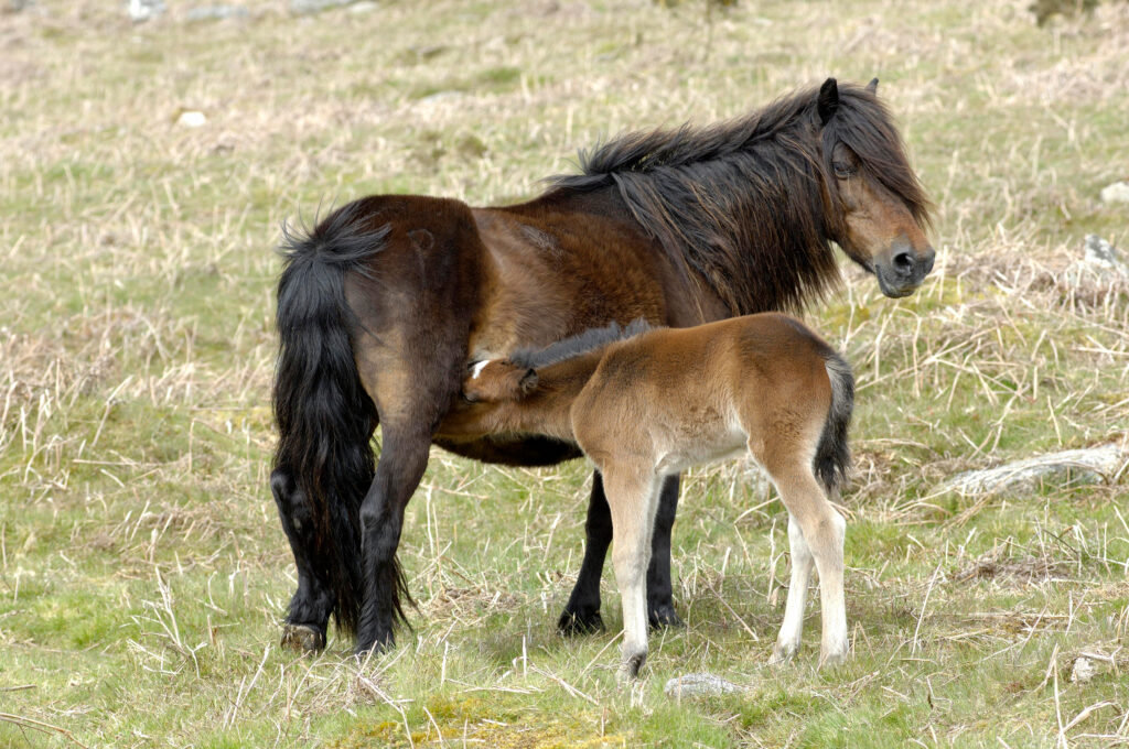 Dartmoor Pony Mutterstute und Fohlen