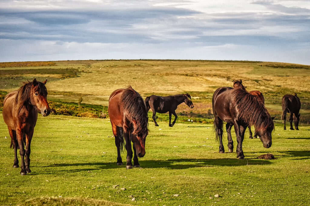 Dartmoor Pony Herde