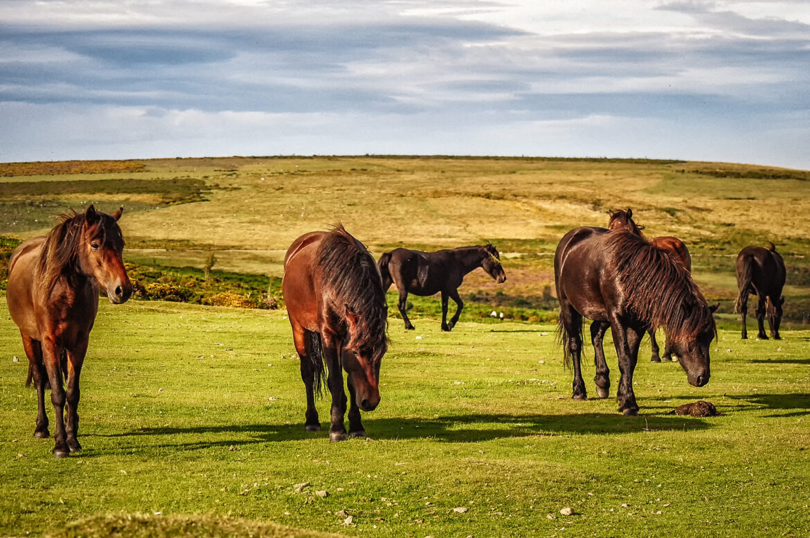 Dartmoor Pony im Rasseportrait
