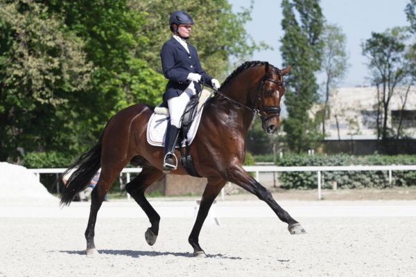 Dressurreiten: Das Pferd führt eine Lektion aus