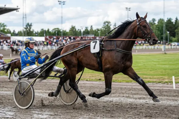 Ein dunkelbraunes Pferd mit der Startnummer 7 zieht einen Fahrer im zweirädrigen Sulky in der typischen, schwungvollen Trabbewegung über eine feuchte Sandbahn. Der Fahrer trägt einen blauen Rennanzug und einen Schutzhelm. Im Hintergrund befinden sich eine Tribüne, Flutlichtmasten und Zuschauer.