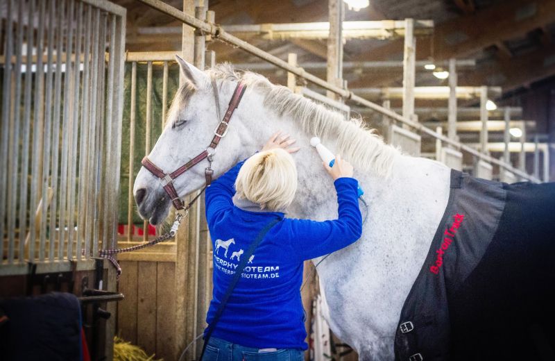 Pferdemassage: So massierst Du Dein Pferd richtig