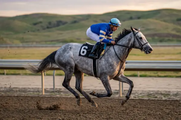 Seitenaufnahme eines grauen Vollblutpferdes mit der Startnummer 6, das sich im vollen Galopp auf einer sandigen Rennbahn befindet. Ein Jockey in blau-weißer Rennkleidung und Helm sitzt tief in den Bügeln nach vorne gebeugt. Im Hintergrund sind eine hölzerne Begrenzung und grüne Hügel am Horizont erkennbar.