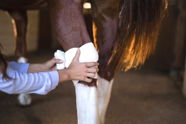 Gallen Pferd: Sprunggelenk bandagiert