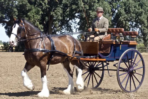 Ein imposantes Clydesdale- oder Shire-Horse in brauner Farbe mit markanter weißer Blesse und dichtem, weißen Behang an den Beinen zieht eine elegante, historische Kutsche über einen sandigen Platz. Auf dem Kutschbock sitzt ein Mann mit Melone und Tweed-Anzug, der die Leinen hält. Im Hintergrund stehen grüne Bäume.