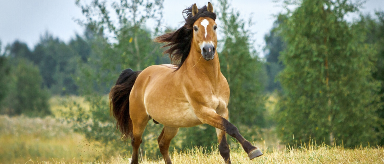 Pavo InShape Programm – So nimmt Dein Pferd langfristig ab