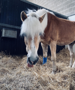 Dressurfit Produkttest Haflinger