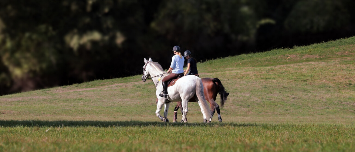 Sehnenschaden beim Pferd: So trainierst Du Deinen Vierbeiner wieder an