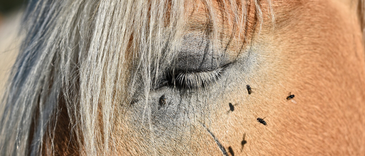 Fliegenspray Pferd Selbst Herstellen
