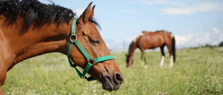 Pferde bei Hitze abkühlen: 8 Tipps für heiße Sommertage