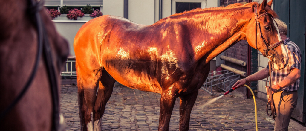 Fliegenspray Für Pferde Selber Machen Rezept Fliegenspray für's Pferd selbst machen | ehorses Magazin