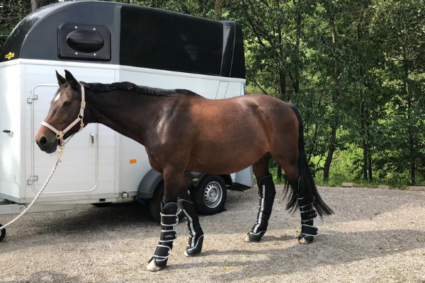 Equine-Microtec Transportgamaschen