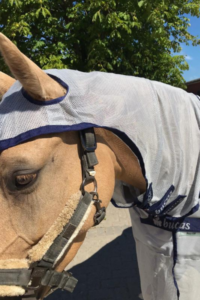 Produkttest Bucas Fliegendecke Erfahrungen