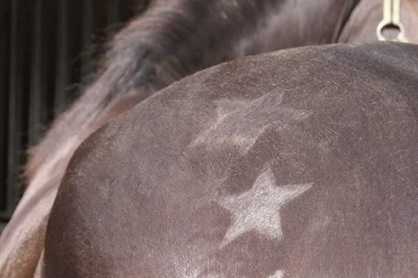 Pferd scheren – Tipps und Anleitung I ehorses Magazin