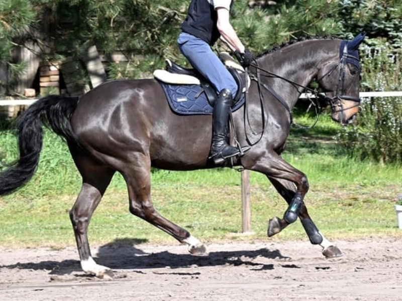 Ein Reiter in Reitkleidung galoppiert auf einem muskulösen, schwarzbraunen Pferd über einen Sandreitplatz. Das Pferd hat eine eingeflochtene Mähne, trägt eine dunkle Schabracke, eine Fliegenhaube und Gamaschen an den Vorderbeinen. Im Hintergrund befinden sich grüne Büsche und Bäume.