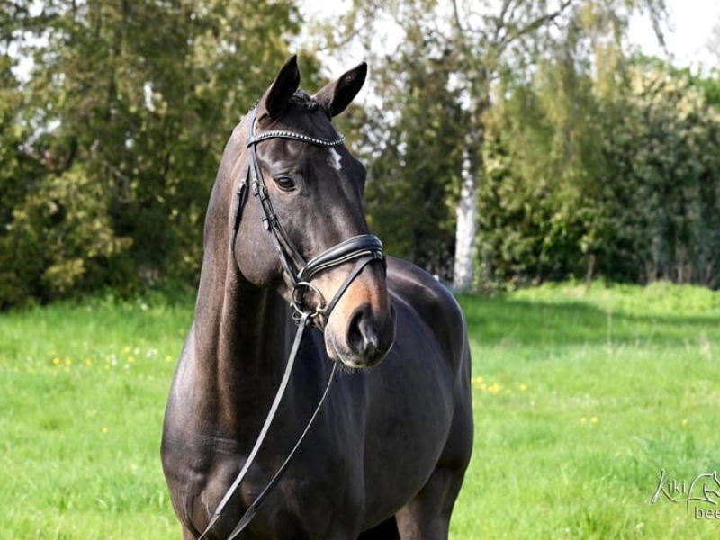 Nahaufnahme von Kopf und Hals eines aufmerksamen, dunkelbraunen Pferdes im Freien. Das Pferd trägt eine schwarze Ledertrense mit einem glitzernden Stirnriemen und hat einen kleinen weißen Stern auf der Stirn. Es steht auf einer grünen Wiese mit Bäumen im unscharfen Hintergrund.