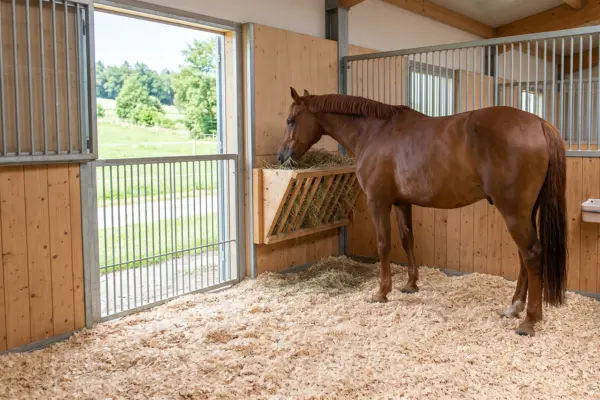 Bild 1: Der kühlende Stall als Zufluchtsort Dieses Bild zeigt ein Pferd in einer sauberen, gut belüfteten Stallbox. Es veranschaulicht das im Artikel beschriebene Haltungsmanagement für Pferde, die unter pollen-assoziiertem Sommerweide-Asthma (SPAOPD) leiden. Die Einstreu besteht aus staubarmen Hobelspänen,Das kühle Licht, das durch das offene Fenster fällt, unterstreicht die ruhige Atmosphäre und den Schutz vor Hitze und Pollen.