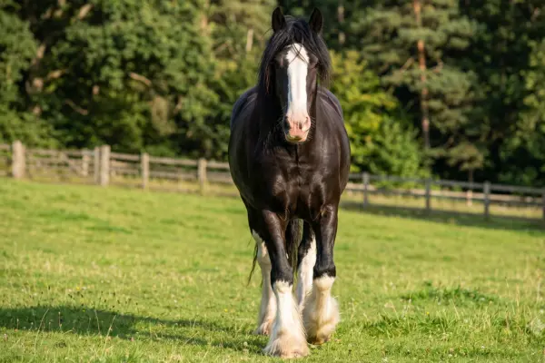 Frontalansicht eines kräftigen, dunkelbraunen Shire Horses mit einer breiten weißen Blesse. Das Pferd läuft auf einer grünen Koppel direkt auf die Kamera zu. Im Hintergrund erstrecken sich ein Holzzaun und eine dichte Reihe von Bäumen im warmen Tageslicht.