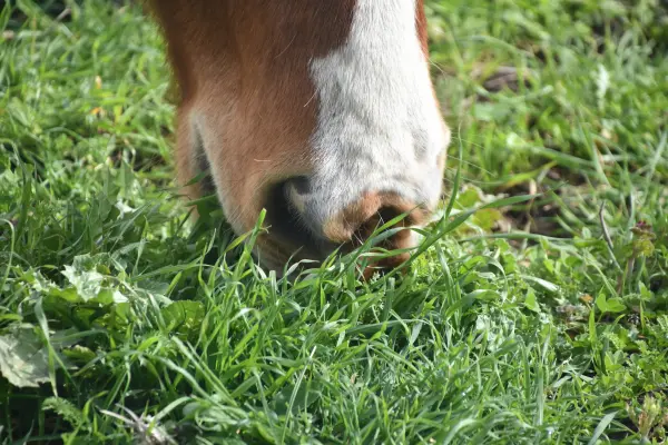 Nahaufnahme eines Pferdes mit weißer Blesse, das frisches grünes Gras auf einer Weide frisst.