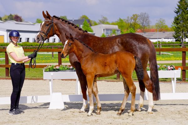 Eine Rarität: die großen Namen der Springpferdezucht sind in diesem Pedigree vereint. Gleichzeitig zeigt das Hengstfohlen einen zeitgemäßen Zuschnitt und die gewünschte Sportlichkeit in der Galoppade. Die Liste der hocherfolgreichen Sportpferde aus allerengster Familie ist qualitativ und quantitativ erfreulich. Die Halbbrüder sind die gekörten Hengste Gunfire PJ v. Grey Top (int. 1,50 m, Patricio Muente, 2017 Bundeschampionat 5 jährige), Kandoo PJ v. Kannan (1,40 m, Andre Thieme), Confire PJ v. Calido I (1,30 m, Patricio Muente) und Aperol PJ v. Asti Spumante (1,30 m, Roman Duchac).