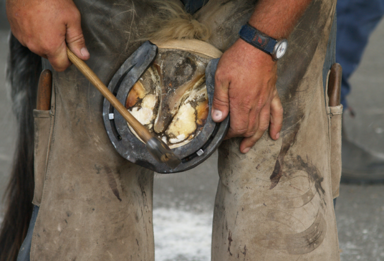 Bockhuf beim Pferd Was ist das? Alles rund ums Pferd