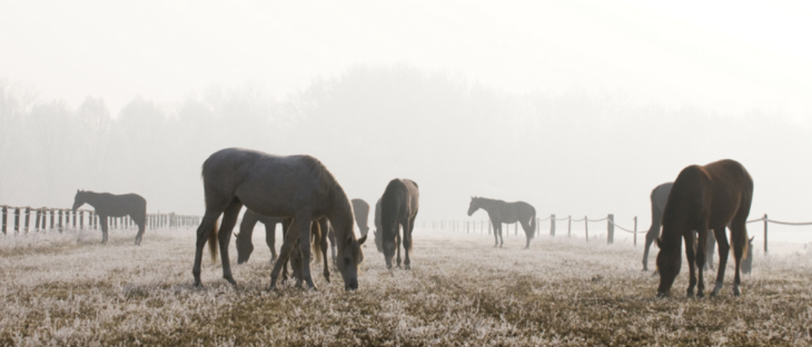 Reiten im Winter: 6 Must-Haves der Reitbekleidung