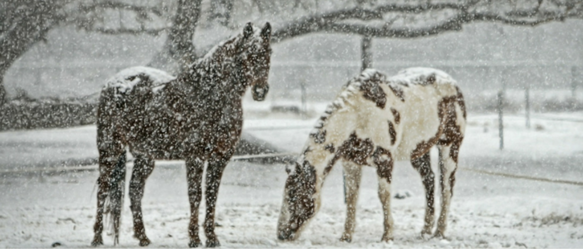 Winterausrüstung für das Pferd