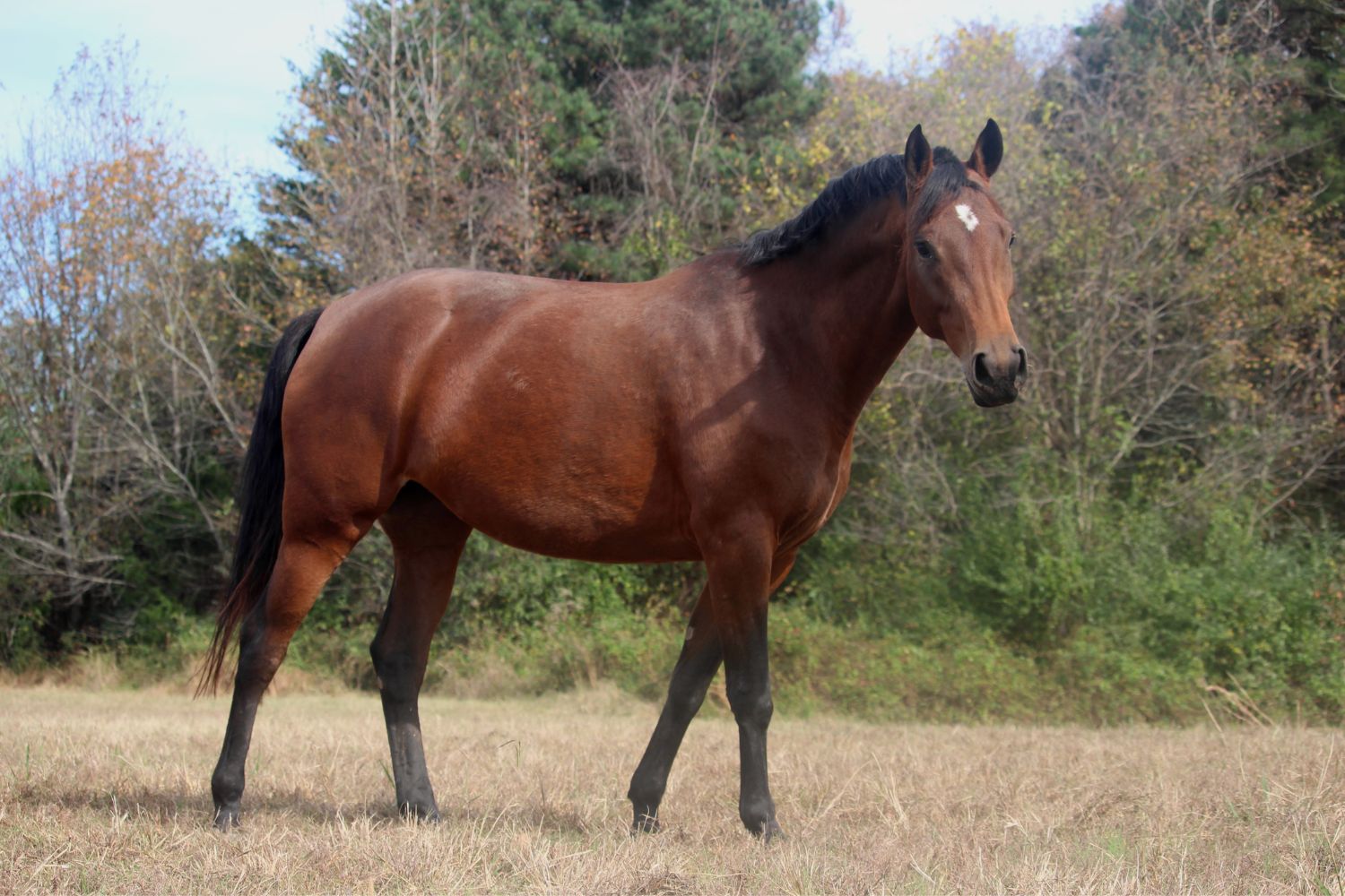ehorses Magazin: Alles zu Pferderassen, -sportarten & -wissen
