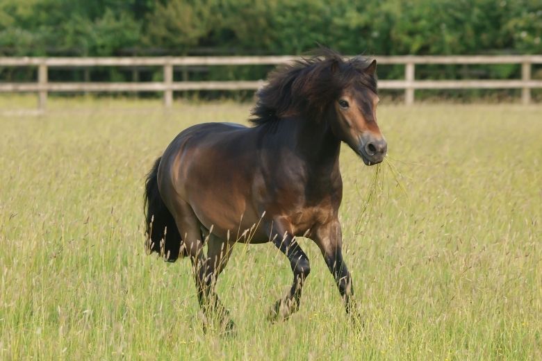 Deutsches Classic Pony