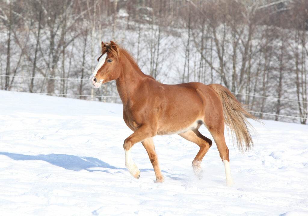 Pferderassen für Anfänger: Deutsches Reitpony trabt durch den Schnee