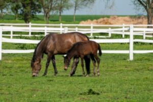Die ersten Tage des Fohlens & Mutterstute - ehorses Magazin