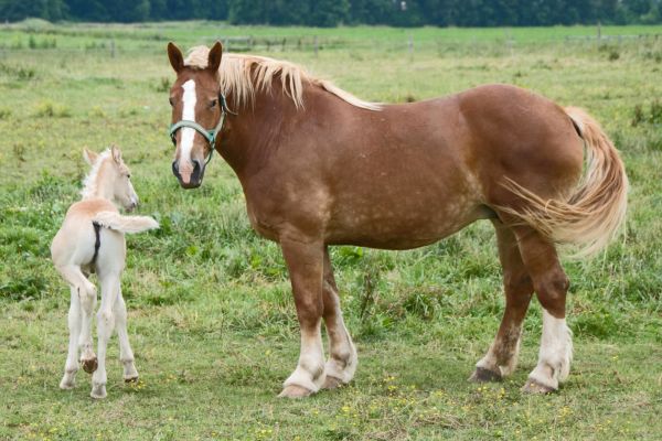 Die größten Pferde der Welt: Percherons